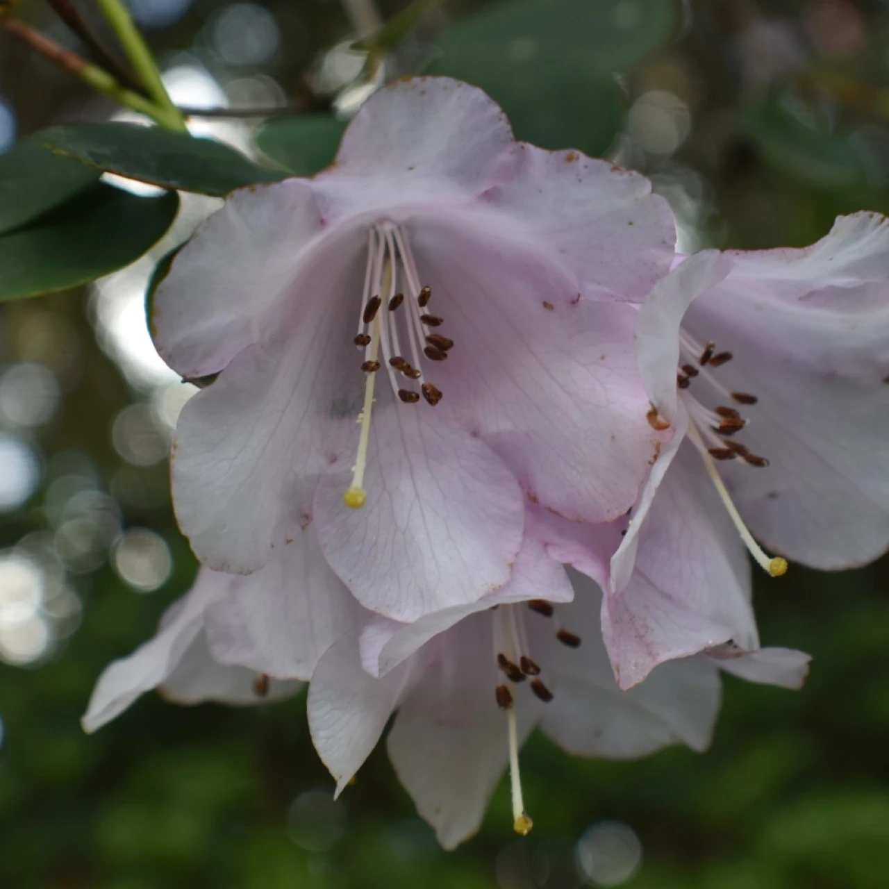 R. williamsianum AGM
